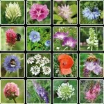 Blossombs Semenska bomba - Darilna dekoracija