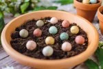 Blossombs Semenska bomba - Darilna dekoracija 
