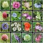 Blossombs Semenska bomba - Darilna dekoracija