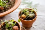 Blossombs Semenska bomba - Darilna dekoracija