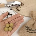 Blossombs Semenske bombe - mini darilni komplet - Zeliščni vrtiček (4 kosi) - izvirno in praktično darilo v enem