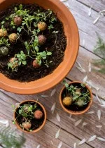 Blossombs Semenske bombe - Darilni komplet mini - Za vse tisočkrat hvala (4 kosi) - podarite rožo drugače