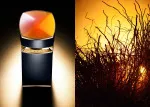 Le Gemme Ambero parfumska voda za moške 100 ml