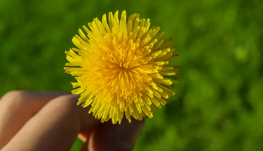 Čaj iz regratov in njegove blagodejne učinke na telo