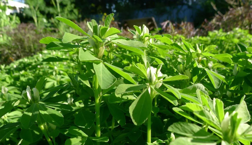 Učinki grškega sena na kožo in metabolizem