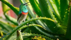 Kako uporabiti aloe vero v vaši vsakodnevni negi