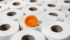 Bambusov toaletni papir spreminja pristop k higieni