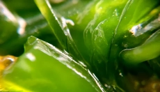 Klorofil pomaga pri razstrupljanju in regeneraciji telesa