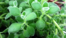 Kako migrensk pomaga proti glavobolom in migrenam