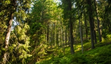 Roza šum prinaša mirnejši um in globlji spanec